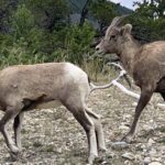 bighorn mountain sheep